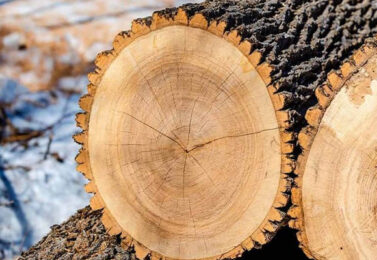 چوب توسکا چیست؟ با کاربردها و مزایای چوب توسکا آشنا شوید